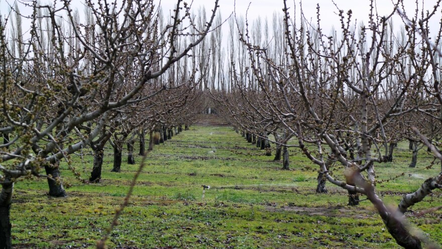 Proljetna gnojidba voćnjaka, vinograda i maslinika - obavite ju na vrijeme