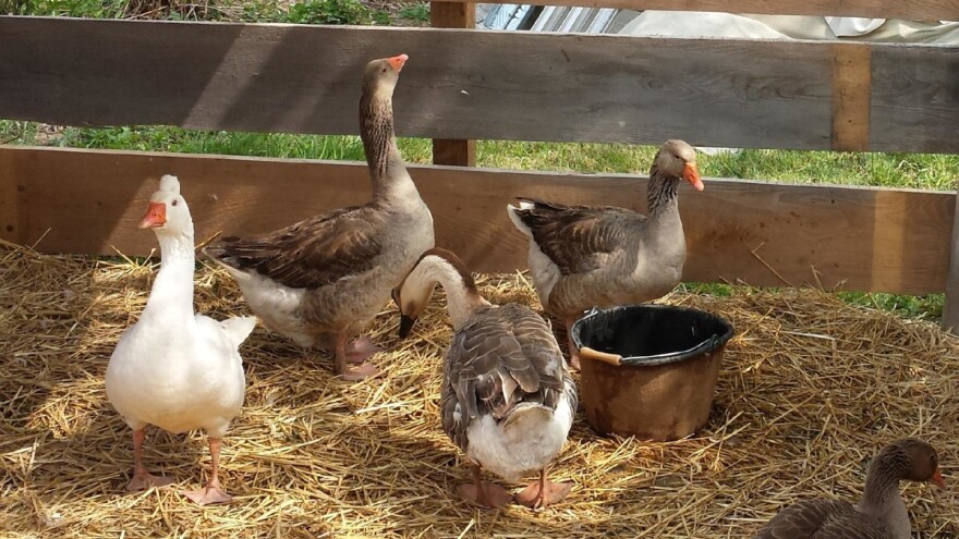 U siječnju u klaonicama zaklano 132 tisuće više brojlera i 7 tisuća manje patki