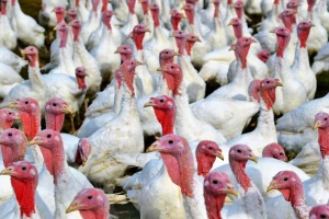 Potvrđen još jedan slučaj ptičijeg gripa u Nemačkoj