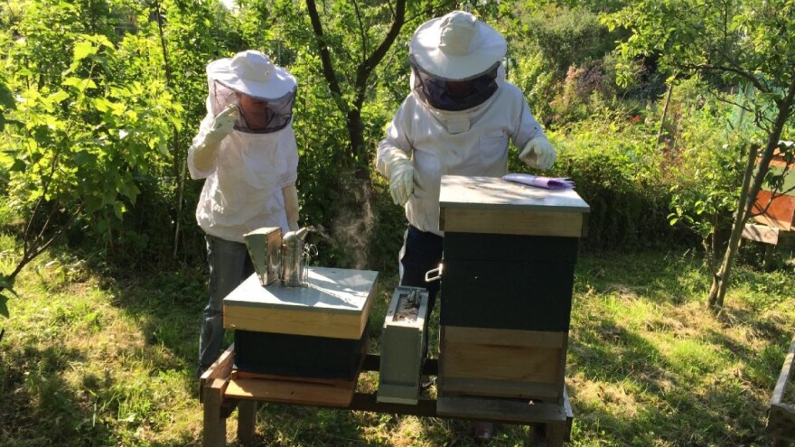 Pčelari strahuju: Ne možemo li do košnica prijeti nam smanjenje prinosa do 70%