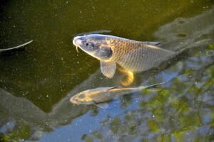 Štete od ptica i drugih životinja na šaranskim ribnjacima - kako do potpore?