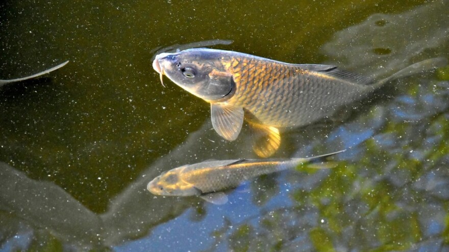 Štete od ptica i drugih životinja na šaranskim ribnjacima - kako do potpore?