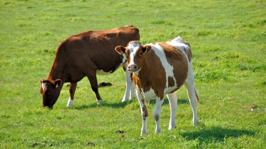 Gde će se u stočarstvu najviše uložiti do 2024. godine?