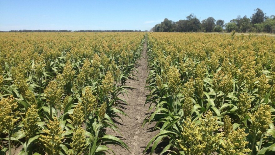 Setva sudanske trave: Kako pripremiti zemlju i koji su joj predusevi?