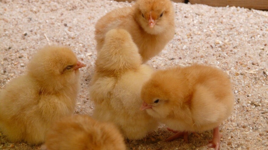 U veljači porasla proizvodnja jednodnevne peradi za 940.000 komada