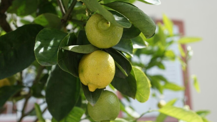 Zašto limun u saksiji ne sazreva na vreme?