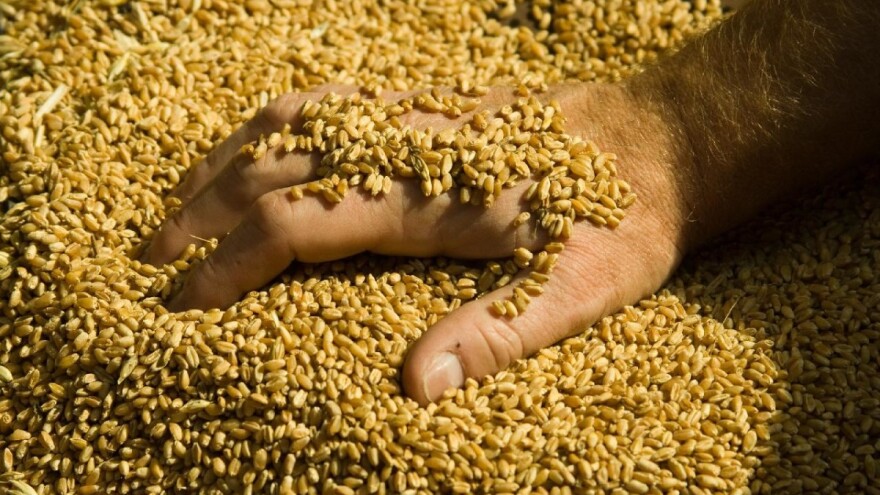 Na berzi rast cena žitarica - pšenica 20 dinara