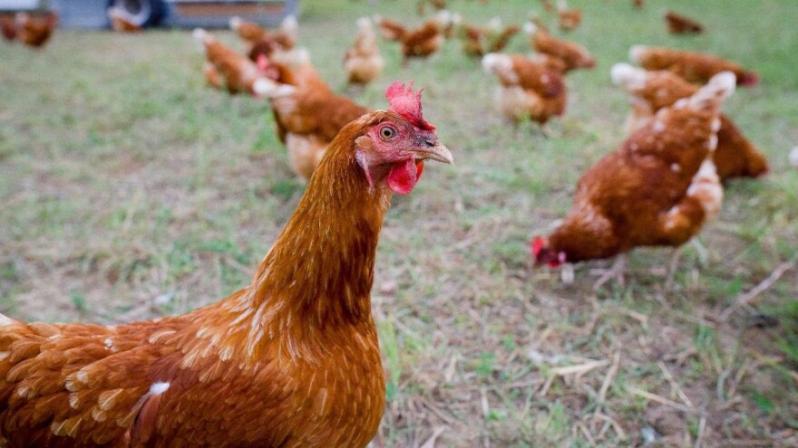 Zaštita živine od ptica grabljivica: Morke i CD-ovi samo neka od rešenja