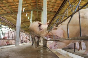 Kina potvrdila novi slučaj afričke svinjske kuge