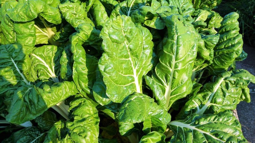 Uzgoj blitve: Vrijeme sjetve podesite ovisno o berbi