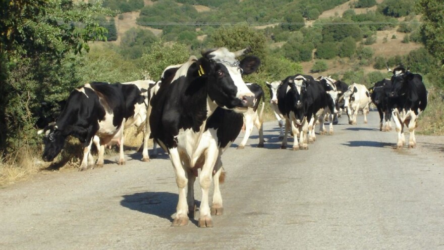 Izazovi u stočarstvu Turske - srpska braća Ajdović kod Kušadasija vode farmu krava