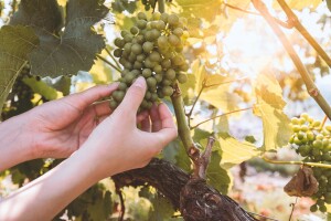 Objavljen natječaj za mjeru Restrukturiranje i konverzija vinograda