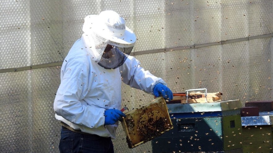 Snijeg pa minus uz virus nikako ne idu na ruku pčelarima