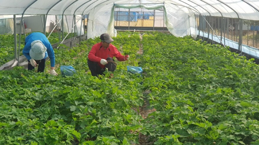 Lani pala proizvodnja jabuka, kupusa i paprike, skok u proizvodnji maslina