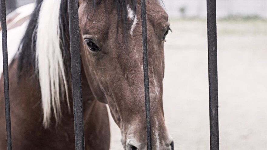 Više od 130 grla uginulo zbog afričke bolesti konja