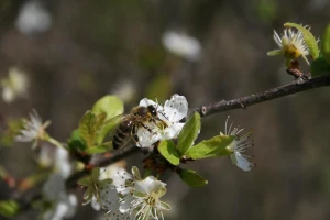 Medonosne pčele pomažu u smanjivanju šteta od poznog mraza