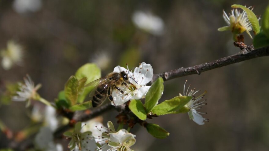 Medonosne pčele pomažu u smanjivanju šteta od poznog mraza