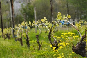 Suzbijte korove u nasadu vinove loze, ali prvo odstranite sve mladice