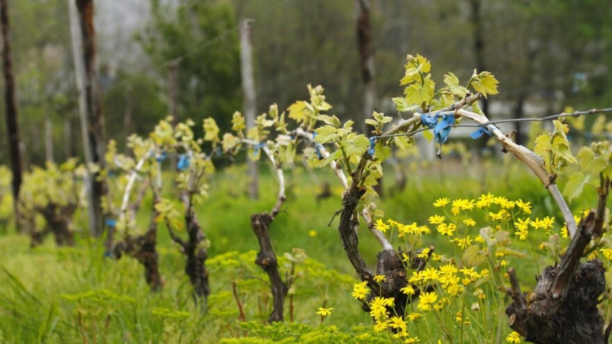 Suzbijte korove u nasadu vinove loze, ali prvo odstranite sve mladice