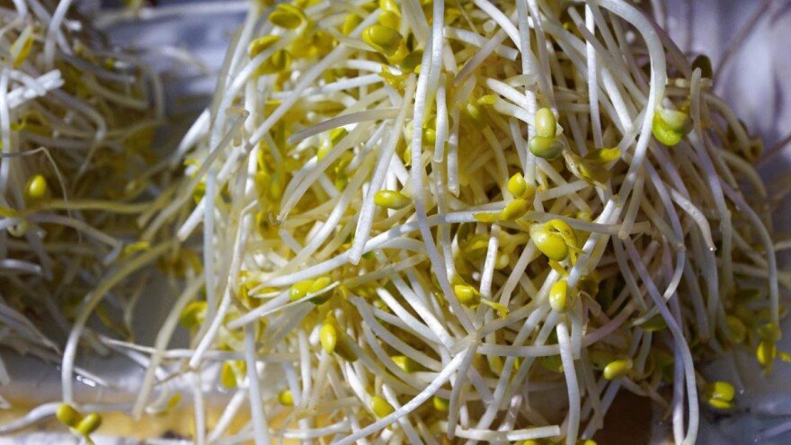 Kako u kućnim uslovima da napravite klice iz semena za ishranu?