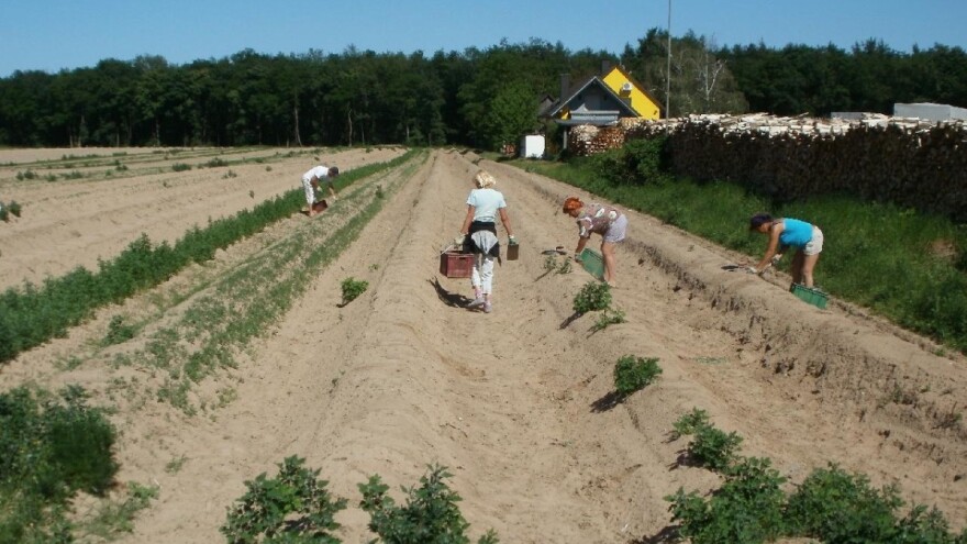 Nemačka i Škotska pronašle rešenje za nedostatak radne snage?
