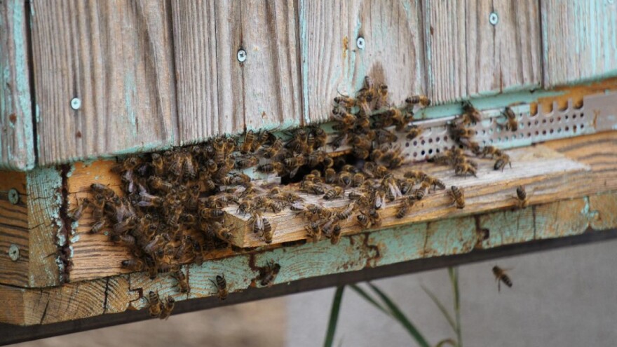 Pčelari, produžen je rok za podnošenje zahtjeva za sufinanciranje
