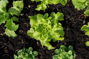 Uzgoj salate: Na što treba obratiti pažnju?