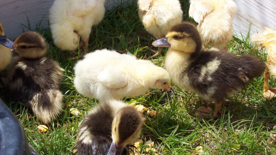 Porastao broj peradi i goveda, pao broj svinja