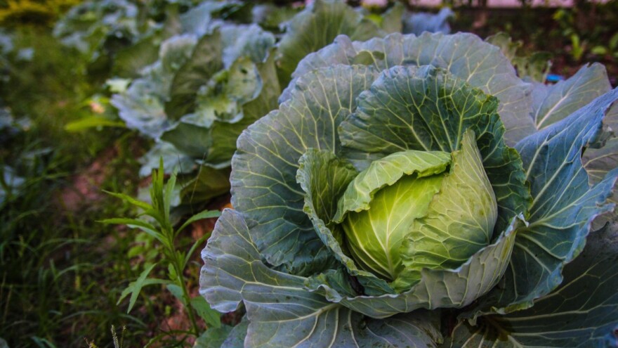 Kada sejati kupus za berbu tokom cele godine?