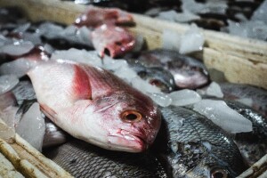 30 milijuna kuna za potpore u ribarstvu
