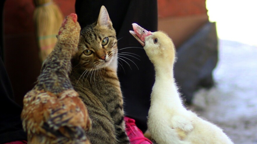 Mačke mogu da se zaraze koronom - kokoške, patke i svinje otporne?