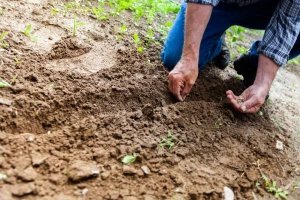 Poljoprivrednici u ovoj krizi najmanje brinu za svoju budućnost?