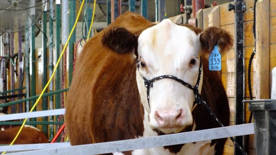 DZS: U veljači prikupljeno više kravljeg mlijeka nego godinu ranije