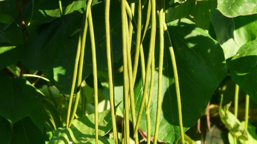 Metarske mahune dobro rode i kad je suša