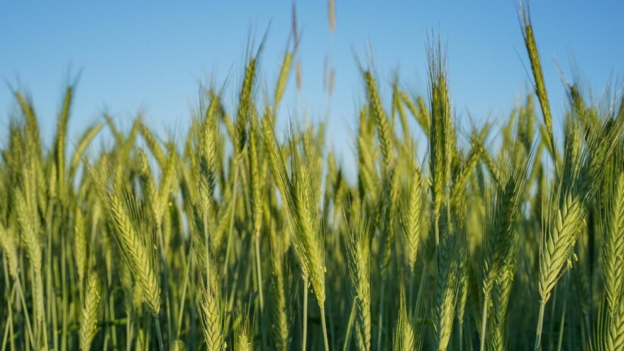 S tržišta Hrvatske povlači se 5 sredstava za zaštitu bilja