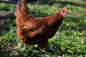 Kako napraviti silažu od koprive za ishranu nepreživara?