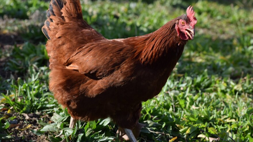 Kako napraviti silažu od koprive za ishranu nepreživara?