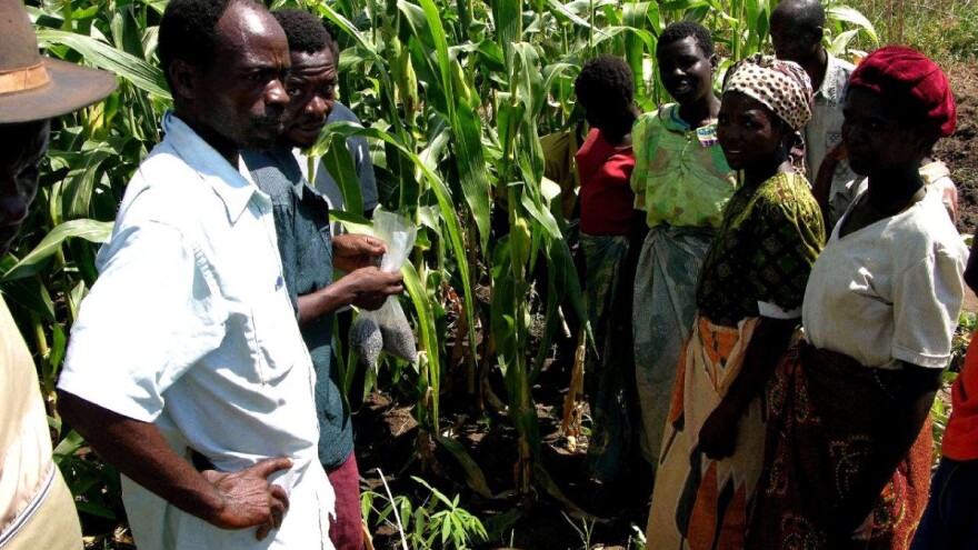 Gladuju, napadaju ih skakavci i koronavirus: Može li Afrika opstati?