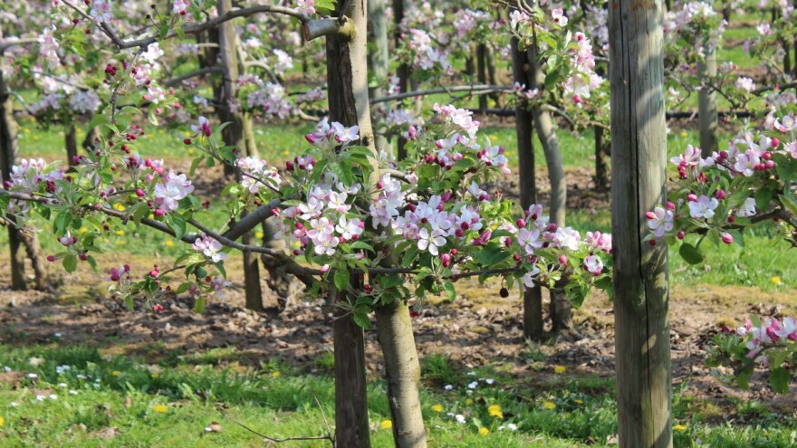 Proljetna prihrana voćnjaka, vinograda i maslinika daje sigurniji rast