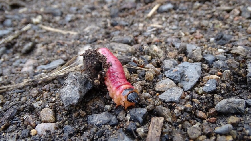 Uspješno se riješite zemnih štetnika na ekološki način