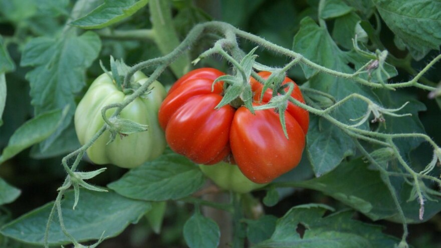 Kakvu gnojidbu treba plodovito povrće?