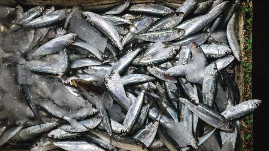 Ribari, otvoreno je savjetovanje za mjeru I.9.