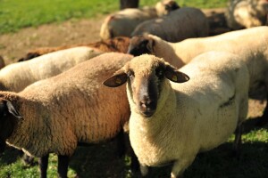 2019. smo zaključili s većim brojem peradi, ovaca, koza, ali i goveda