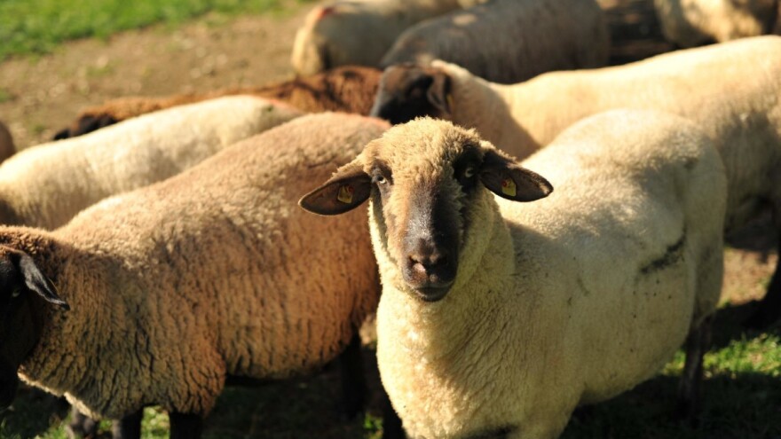 2019. smo zaključili s većim brojem peradi, ovaca, koza, ali i goveda