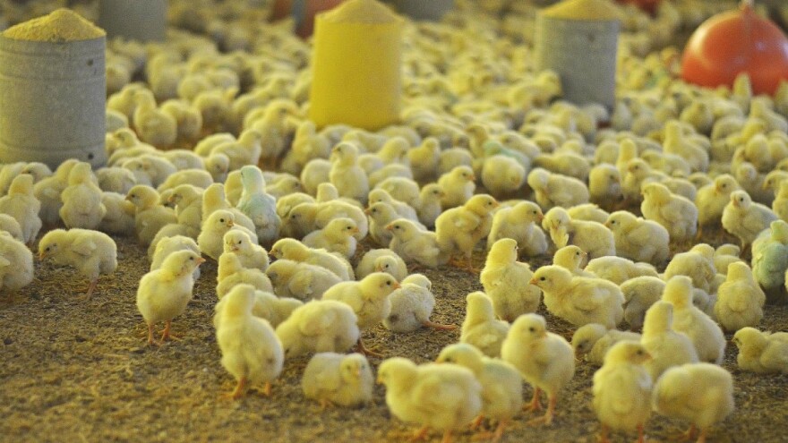 U siječnju skočio izvoz jednodnevne peradi za 235 tisuća komada