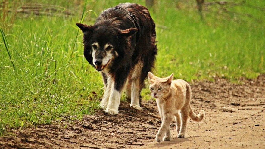 Stop ilegalnoj trgovini kućnim ljubimcima