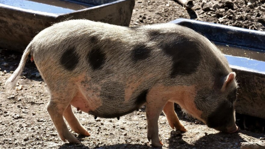 15 milijuna kuna za očuvanje, održivo korištenje i razvoj genetskih izvora u poljoprivredi