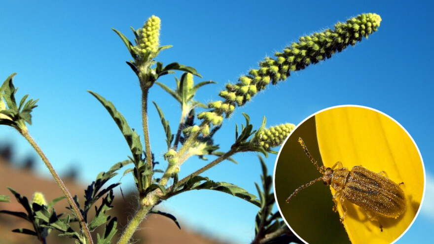Invazivni kukac bi mogao smanjiti alergije na ambroziju, ali i ugroziti suncokret?