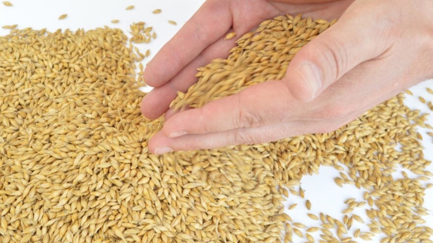 Pšenica izostala iz trgovanja, dok je cena stočnog ječma 15,50 dinara