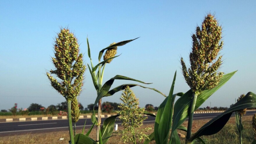 Europska komisija ažurirala uvozne carine za kukuruz, sirak i raž